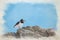 Watercolour digital painting of a Eurasian Oystercatcher, Haematopus ostralegus standing on rocks at the seaside