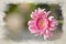 Watercolour digital painting of a pink sunlit Barberton Daisy with a shallow depth of field