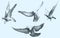 Watercolour doves birds flying, set of vector drawing. Birds flight