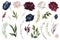 Watercolour floral illustration set. DIY flower elements collection - perfect for flower bouquets, wreaths, arrangements, wedding