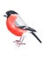 Watercolour hand painted bird bullfinch. Bright illustration isolated element on white background. Black red grey colours feather.