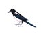 Watercolour hand painted bird magpie. Bright illustration isolated element on white background.