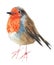 Watercolour hand painted bird robin. Bright illustration isolated element on white background. Orange blue and brown colours feat.