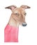 Watercolour illustration of beautiful stylish dog with funny ears wearing bright rose jumper.