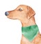 Watercolour illustration of cute German Pinscher Dog in deer-red color wearing green neck bandana.