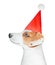 Watercolour illustration of cute smiling Jack Russel Terrier wearing bright red party cap with white fluffy pom-pon.