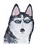 Watercolour illustration of Husky dog portrait.