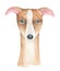 Watercolour illustration of little dog face in beige, brown fawn and brindle.