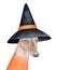 Watercolour illustration of smiling Dog wearing Big Black Witch Hat and bright orange coat.