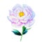 Watercolour image of a white peony. Detailed plant for print, postcard, poster