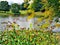 Watercolour landscape painting of Canada geese on a lake