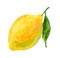 Watercolour lemon illustration. Hand drawn citrus. Fresh yellow lemon fruit. Bright illustration. Watercolor botanical