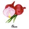 Watercolour original natural red hand drawn onion