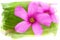 Watercolour Oxalis flower