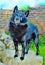 Watercolour painting of black Schipperke dog. Vertical.