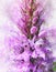 Watercolour painting of a marsh orchid