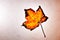 Watercolour painting of one fall maple leaf