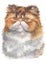 Watercolour painting of Persian furry cat 018