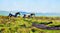 Watercolour painting. Ponies with a foal running on moors.