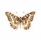 watercolour speckled wood butterfly clipart