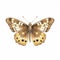 watercolour speckled wood butterfly cute playful clipart