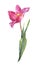 Watercolour spring and summer pink tulip flower