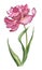 Watercolour spring and summer pink tulip flower