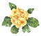 Watercolour spring and summer yellow primula flower