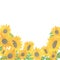 Watercolour sunflower bottom page banner arrangement, autumn illustration