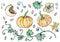 Watercolour Vegetable Pumpkin. Plant with Leaves, Flower and Seeds. Realistic Hand Drawn Illustration. Savoyar Doodle