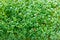 Watercress cress salad green sprouts close up
