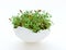 Watercress cress salad grows in white egg shell