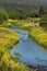 Watercress in flower