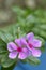 Watercress flower in the garden with natural background