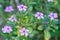 Watercress flowers of pink and white at garden.