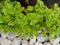 Watercress green leaves on planting plot closeup.