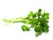 Watercress isolated on pure white