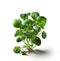 Watercress isolated on white background.generative AI