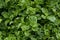 Watercress leaf green background natural feeling