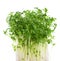 Watercress Lepidium sativum