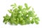 Watercress Lepidium sativum