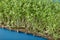 Watercress microgreens on blue textured backdrop