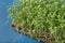 Watercress microgreens on blue textured background