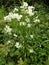 Watercress - Nasturtium officinale, Norfolk, England, UK