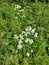 Watercress - Nasturtium officinale, Norfolk, England, UK