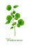 Watercress plant, food green grasses herbs and plants collection