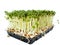 Watercress plants growing in a little black tray