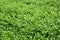 Watercress plants in growth at garden