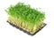 Watercress in a plastic tray