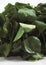 Watercress Salad, nasturtium officinale, Leaves against White Background